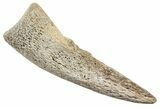 Dinosaur (Thescelosaurus) Toe Ungual (Claw) - Montana #245867-2
